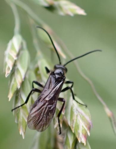 Braconinae